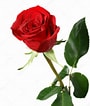 Résultat d’image pour une rose. Taille: 90 x 106. Source: fr.depositphotos.com